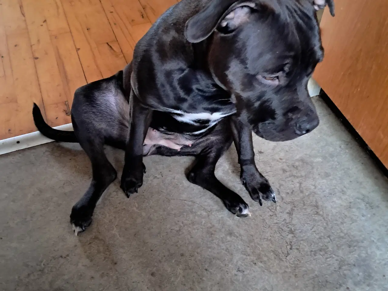 Billede 2 - Sødeste Bella søger sit for altid hjem 🥰🐕