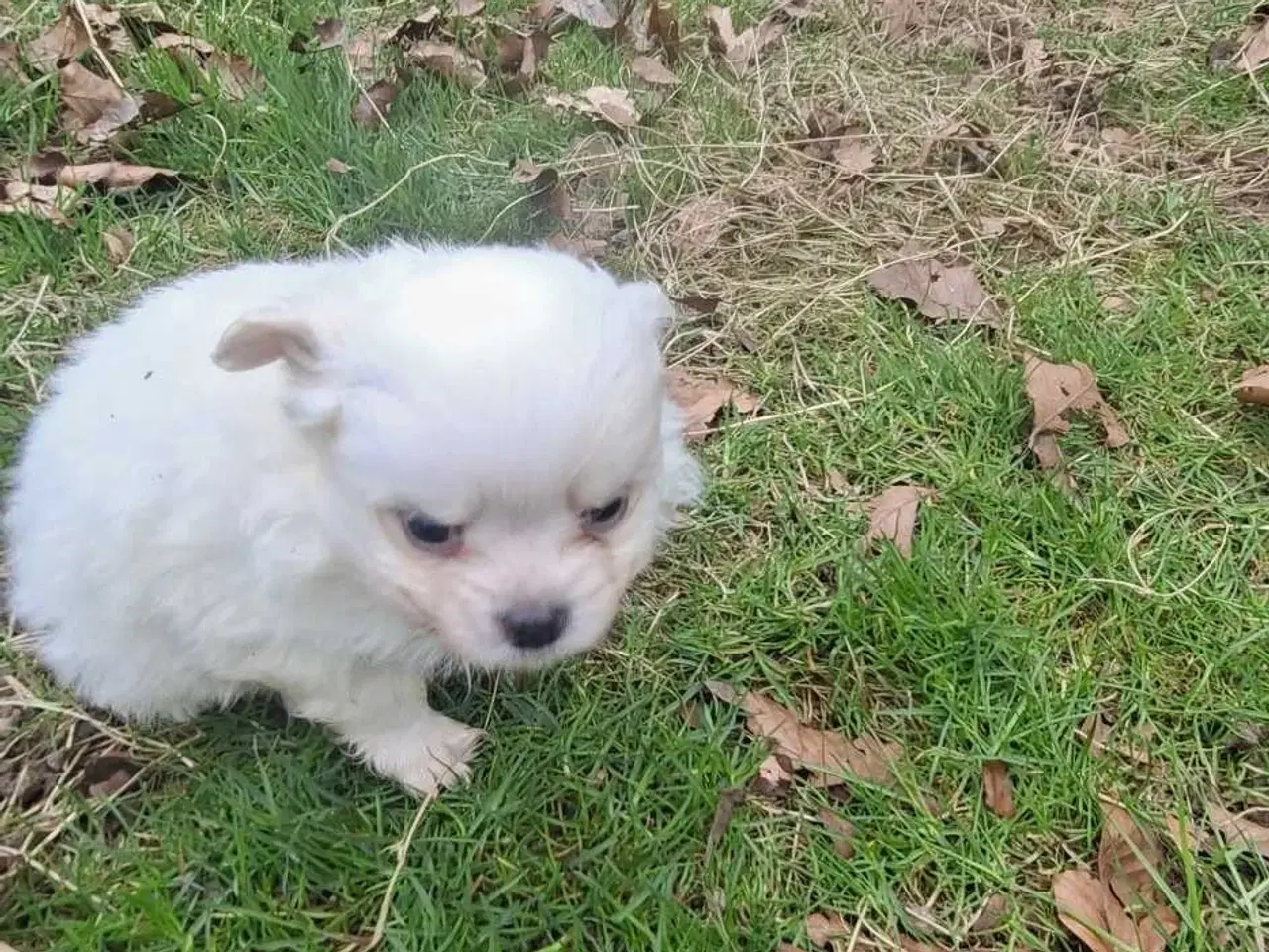 Billede 7 - Pomchi hvalpe