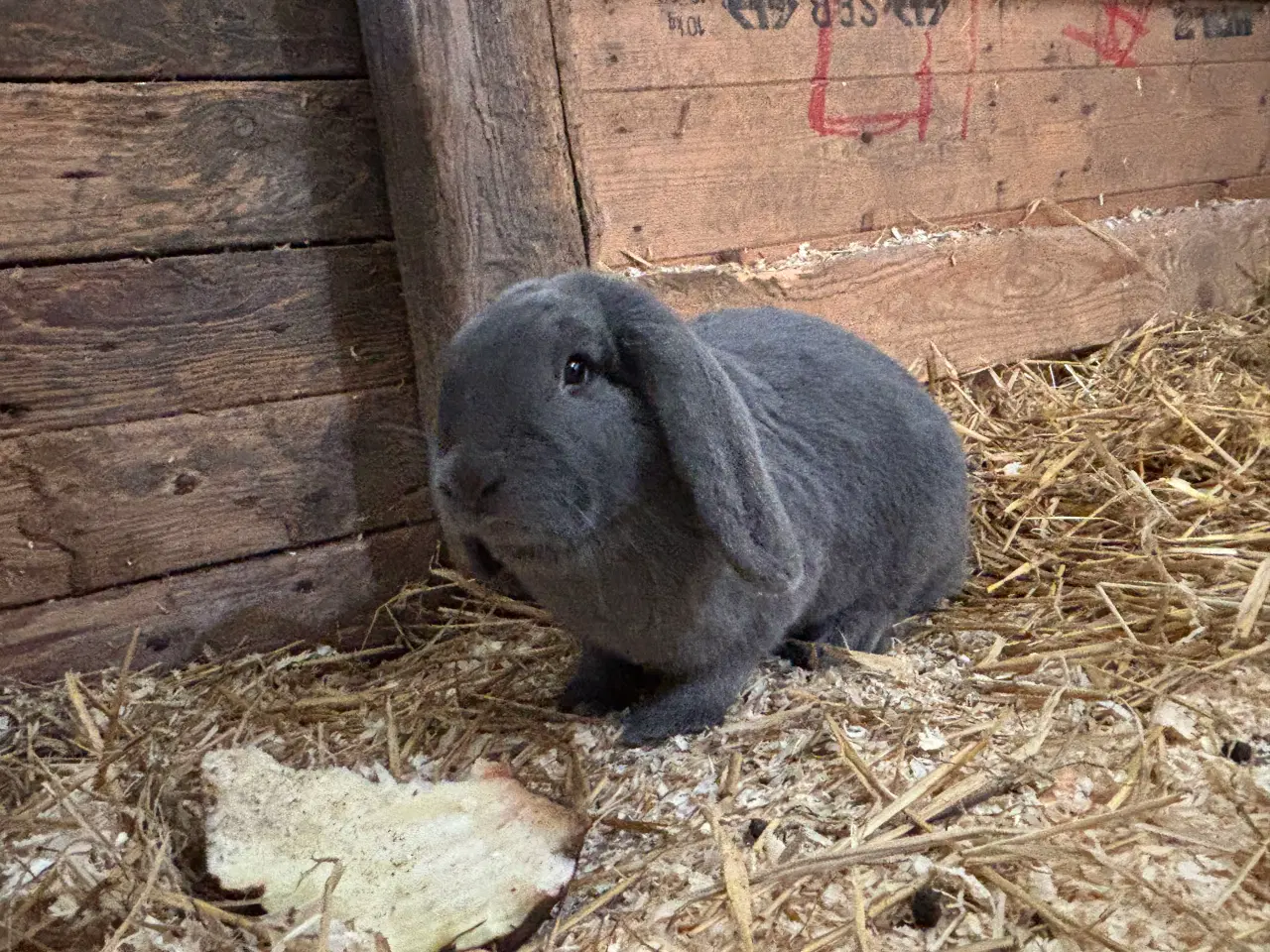 Billede 2 - Fransk vædder hun