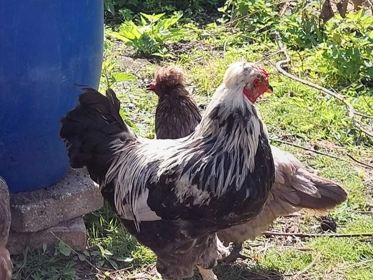 Billede 6 - Blå rugeæg fra blålæggerhøner