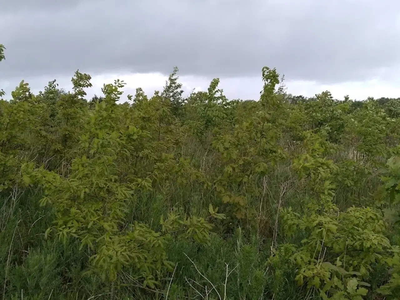 Billede 8 - Jagt ejendom på 11,2Ha, særligt natur og egen sø.