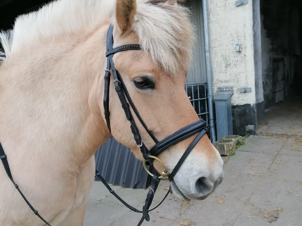 Billede 1 - Fjordhest/Nordbagger