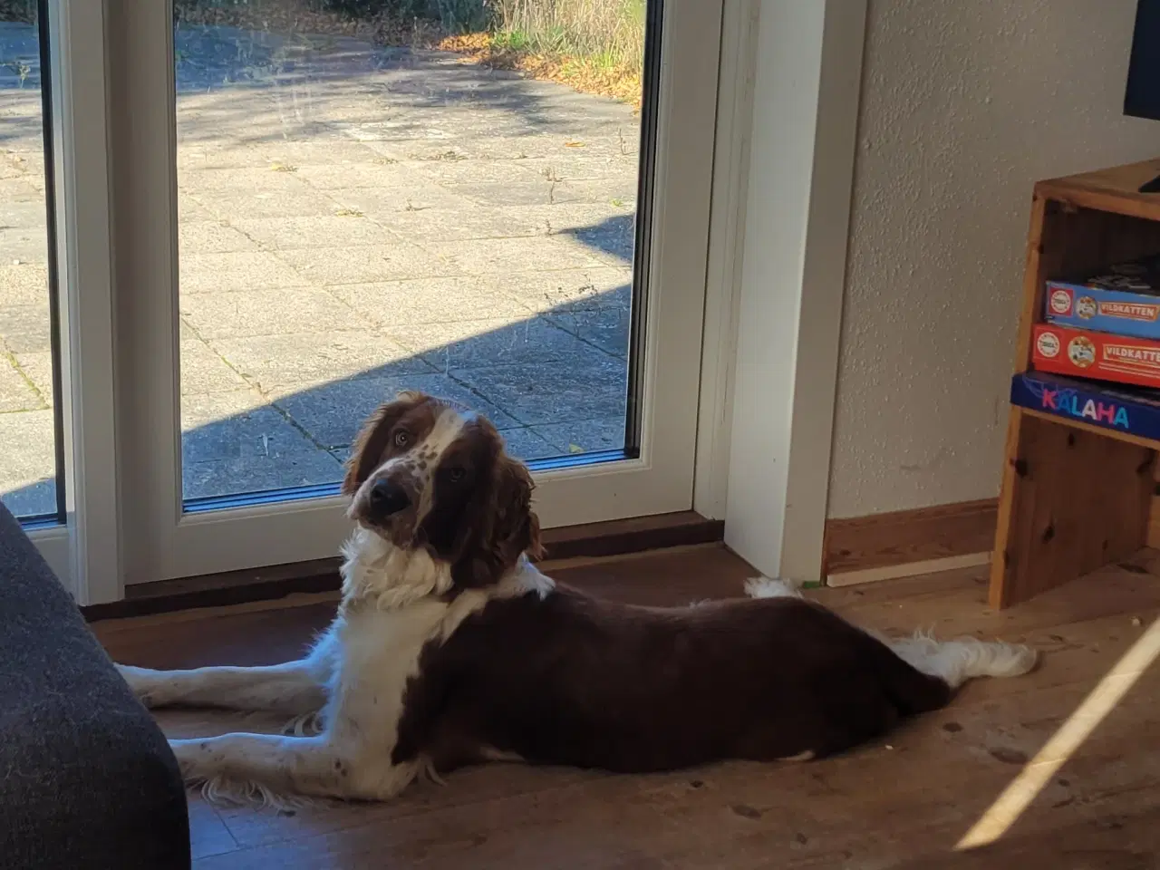 Billede 4 - Welsh springer spaniel