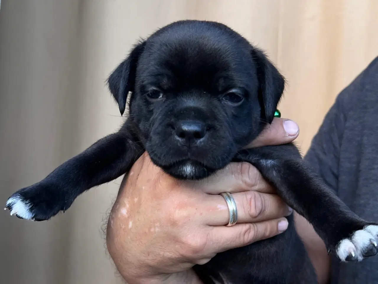 Billede 9 - Staffordshire Bull terrier