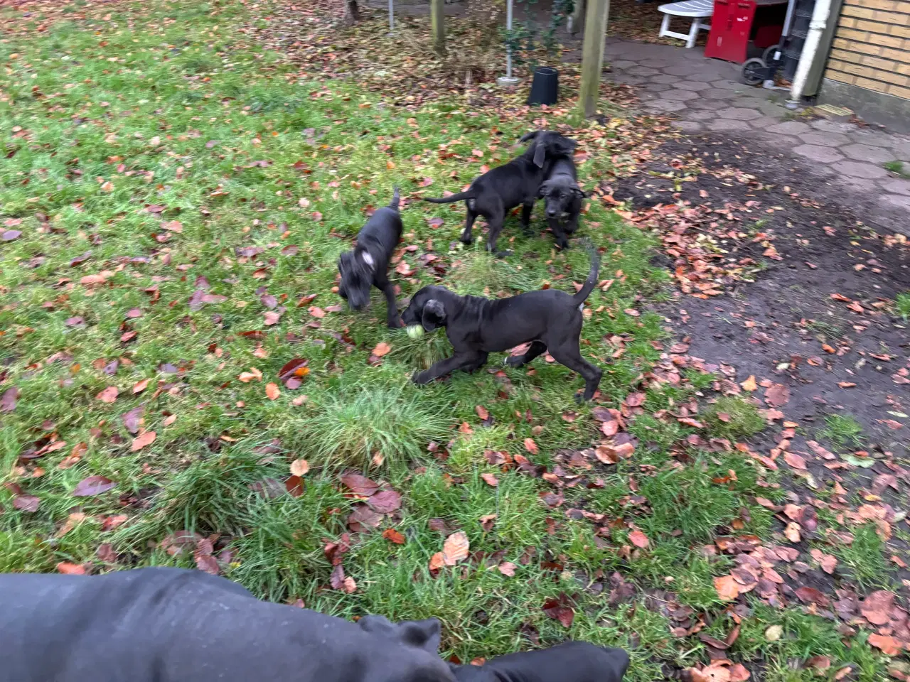 Billede 9 - Grand Danois hvalpe