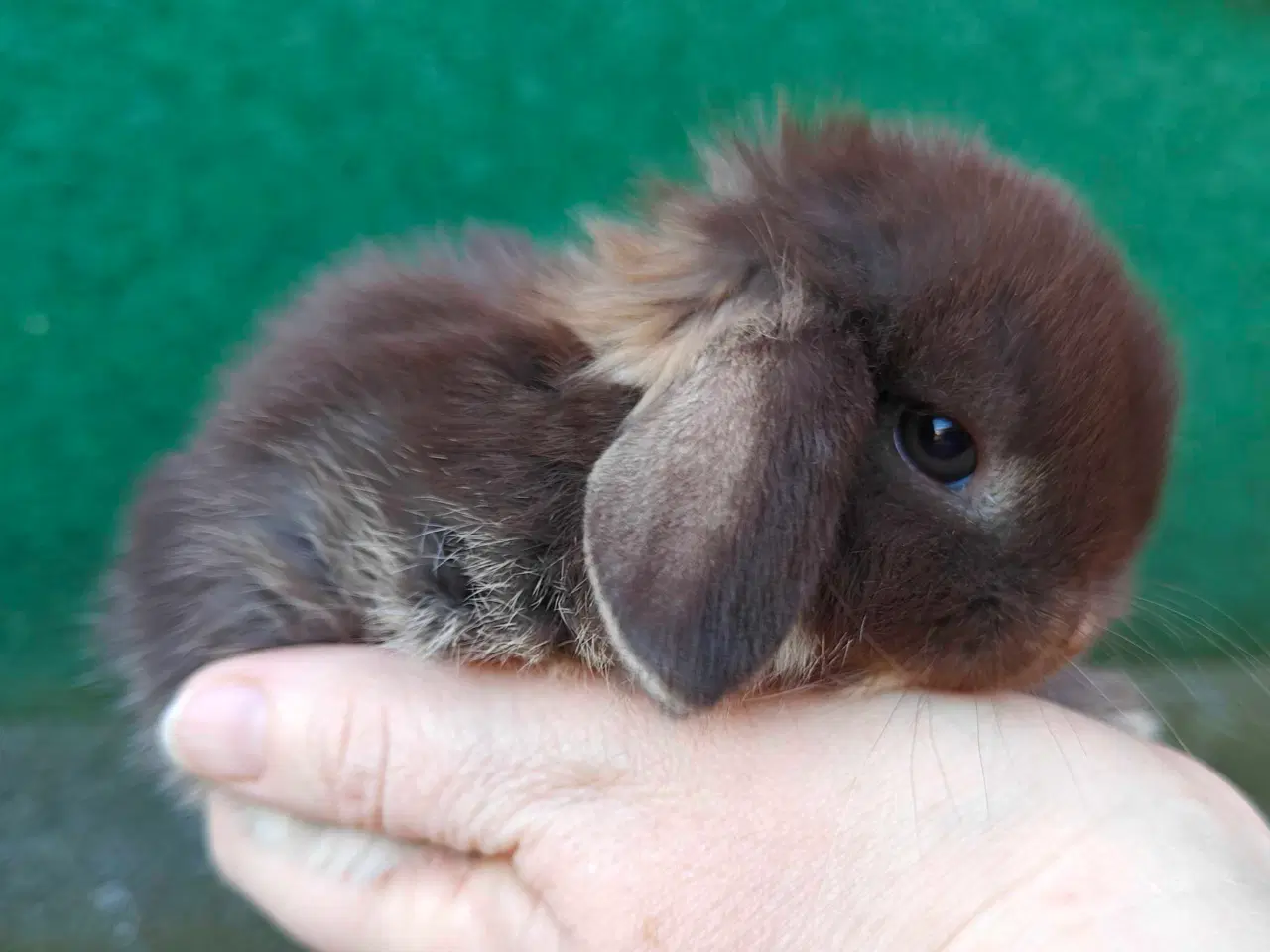 Billede 2 - Minilop hununge