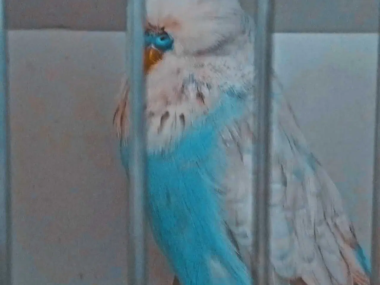 Billede 10 - Fin engelsk undulat han