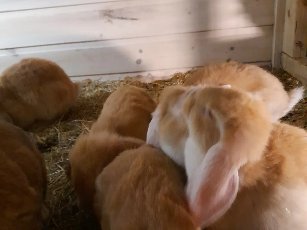 Billede 2 - Lækre kaninunger sælges