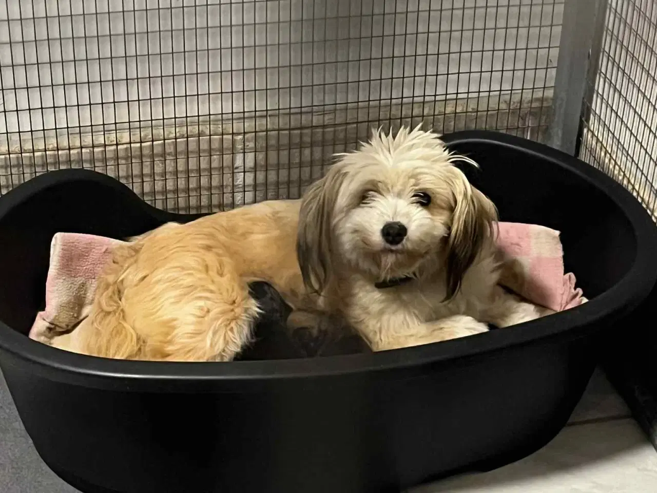 Billede 4 - Kun en sød tæve tilbage nu! Små blandinger 