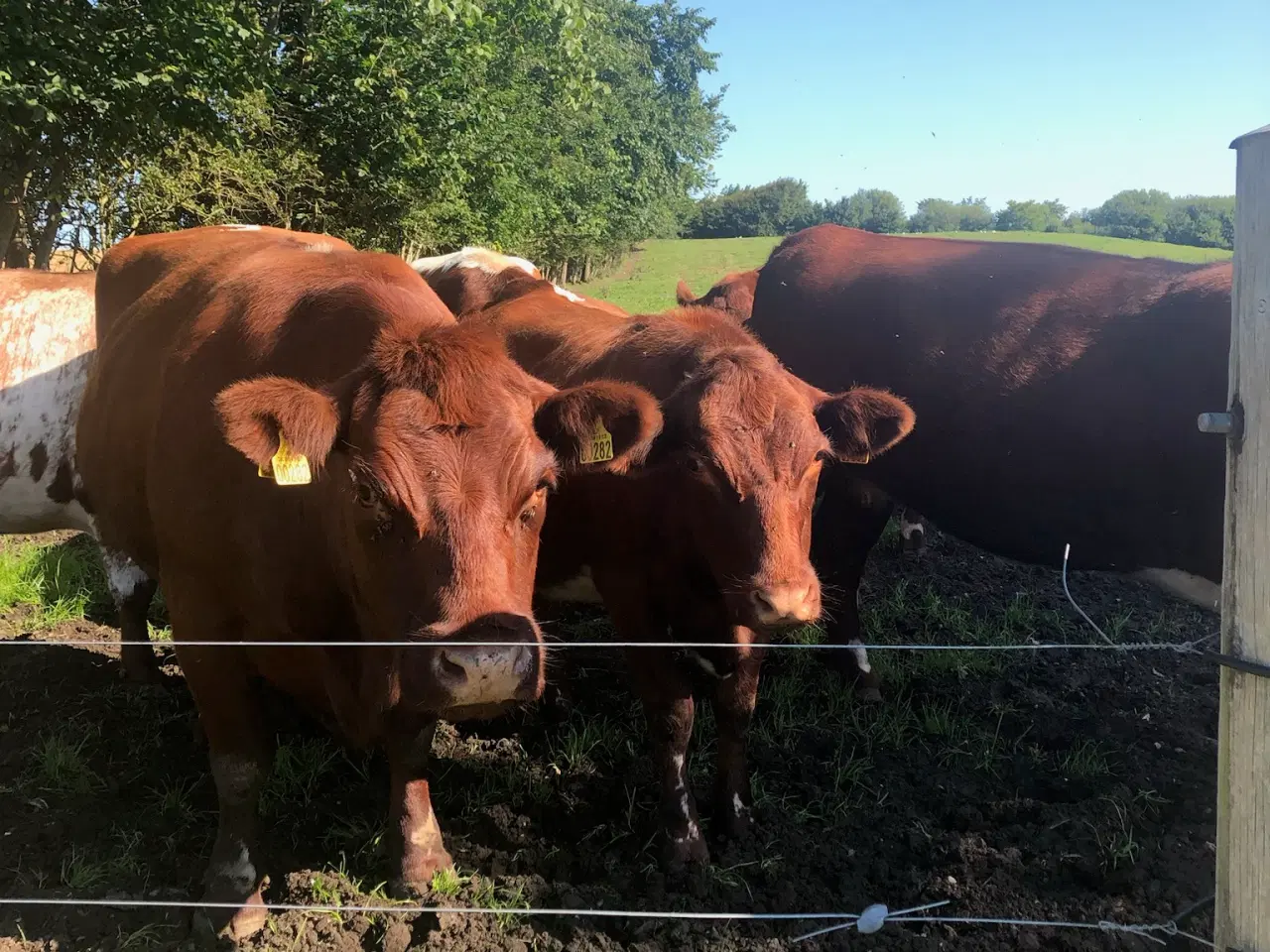 Billede 1 - Oksefars fra kødkvæg