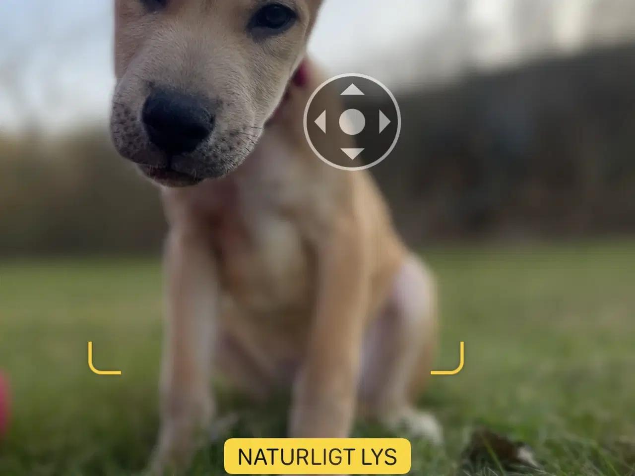 Billede 2 - skønne hvalpe søger nyt, kærligt hjem 🐶 