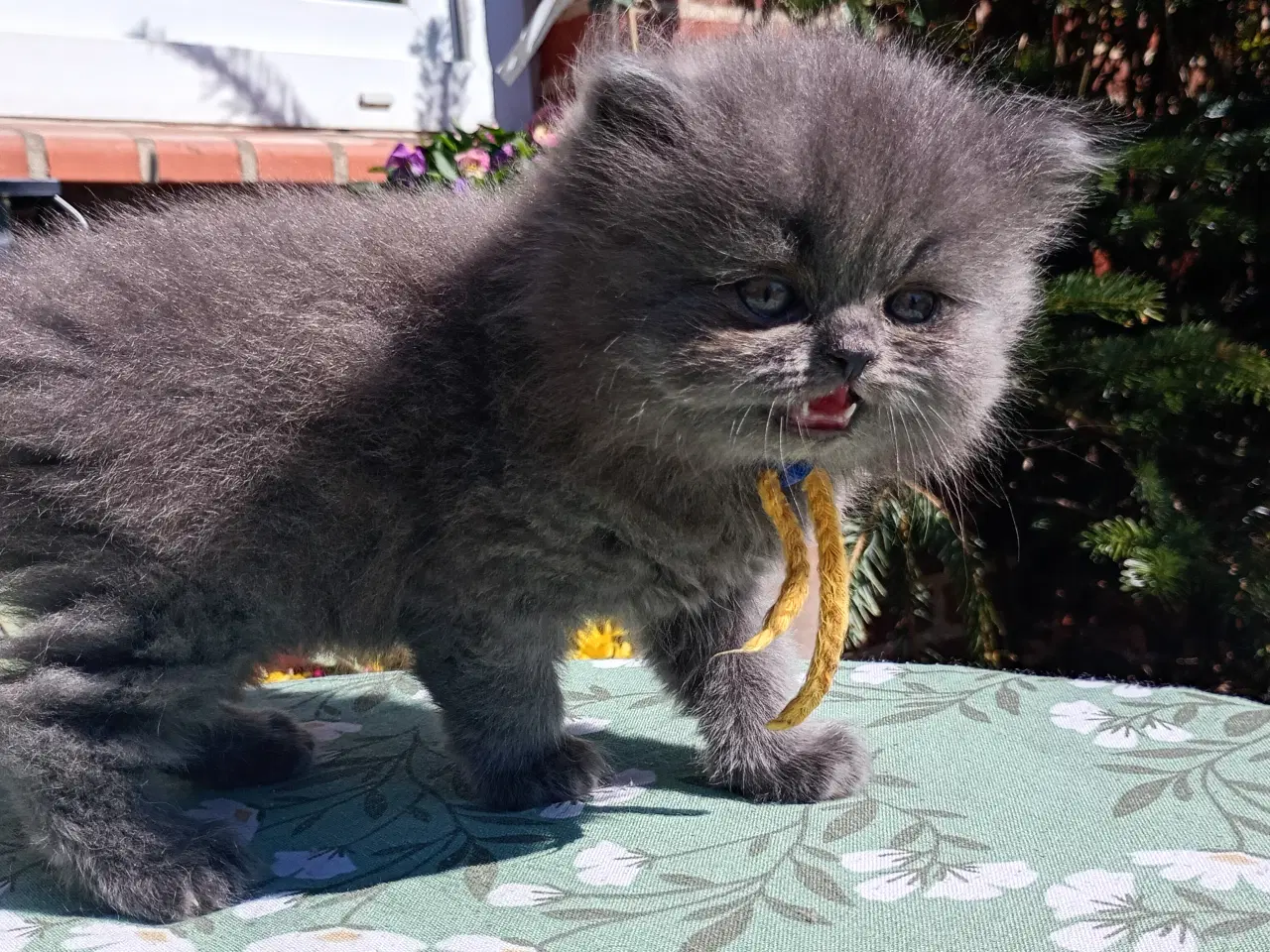 Billede 9 - British Longhair dreng