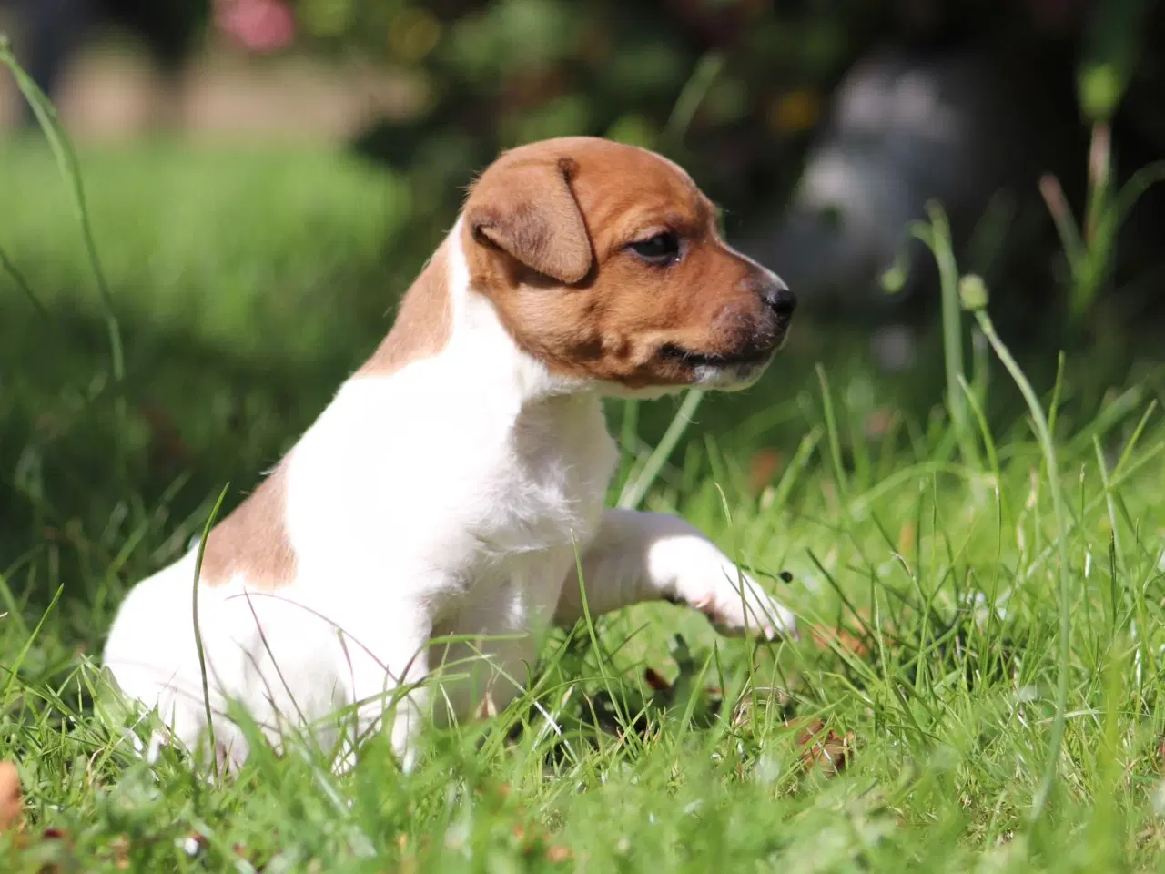 Billede 4 - Parson Jack Russell terrier hvalpe 
