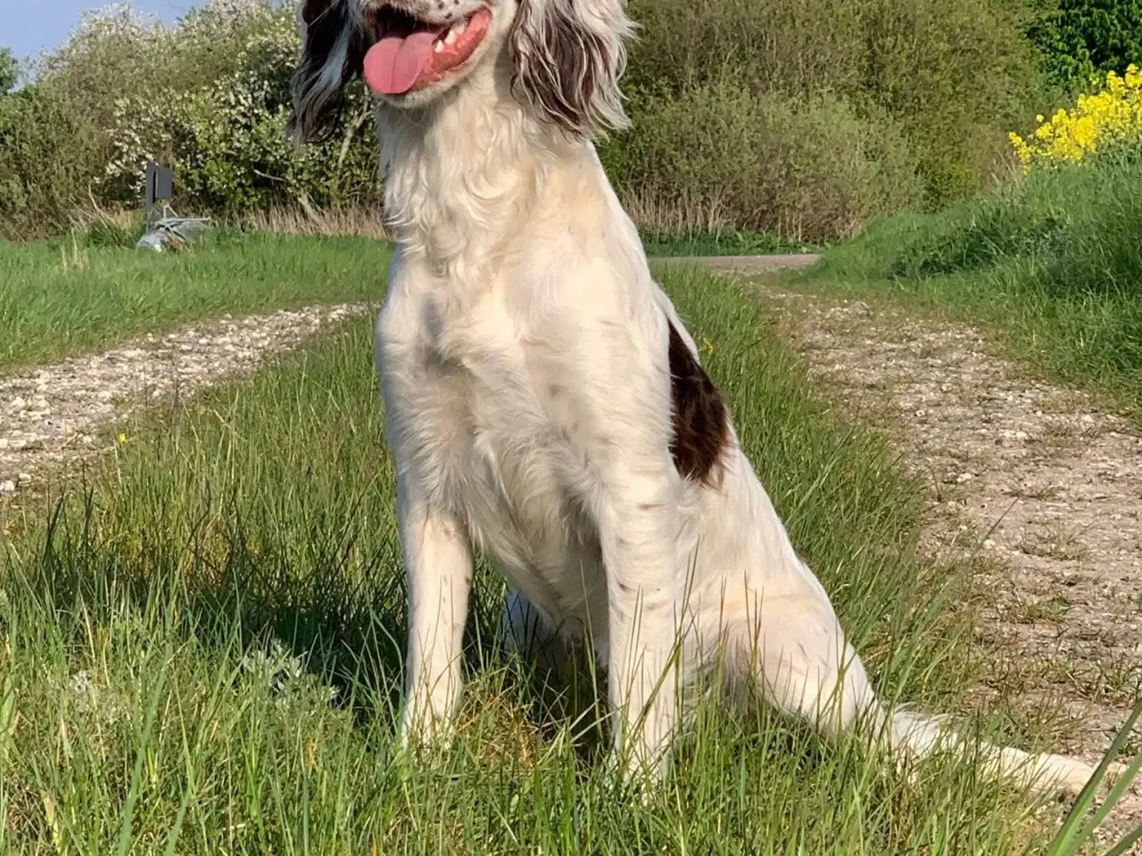 Billede 4 - FT Cocker Spaniel tæve med stamtavle