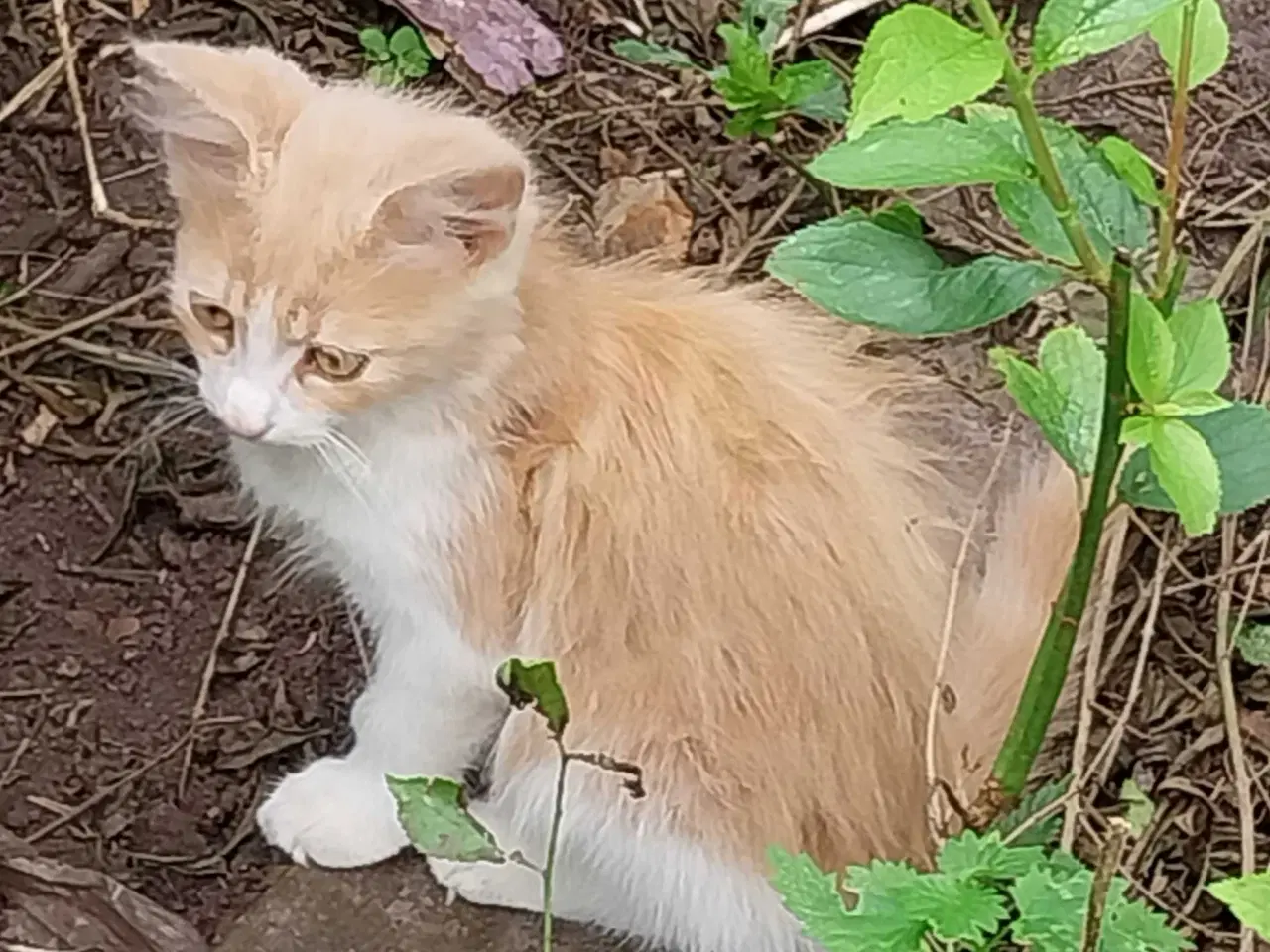 Billede 5 - Katte killinger 