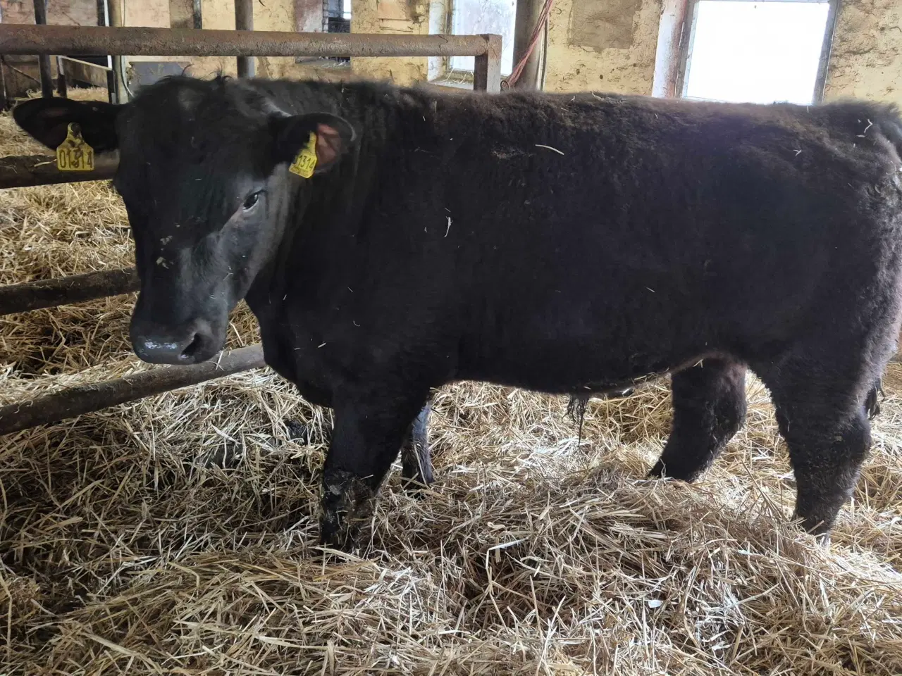 Billede 3 - Angus, ko med voksen kalv