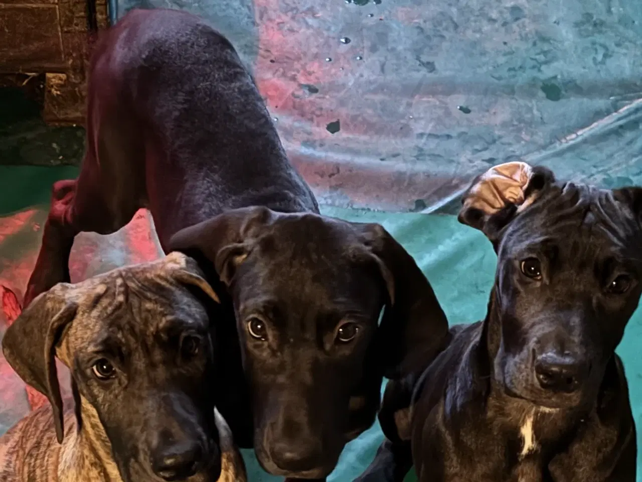 Billede 9 - Grand Danois hvalpe 