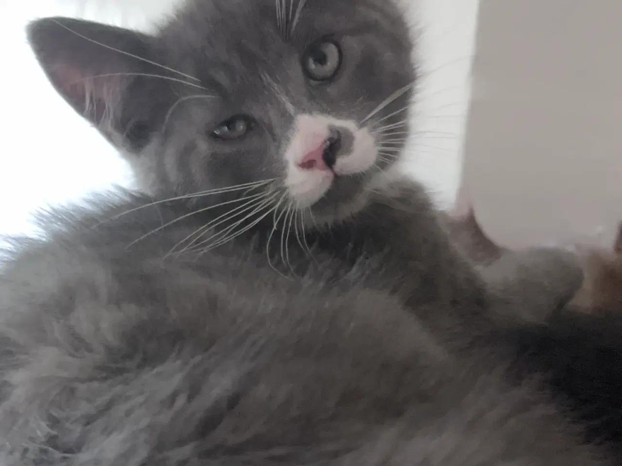 Billede 8 - Maine coon blanding