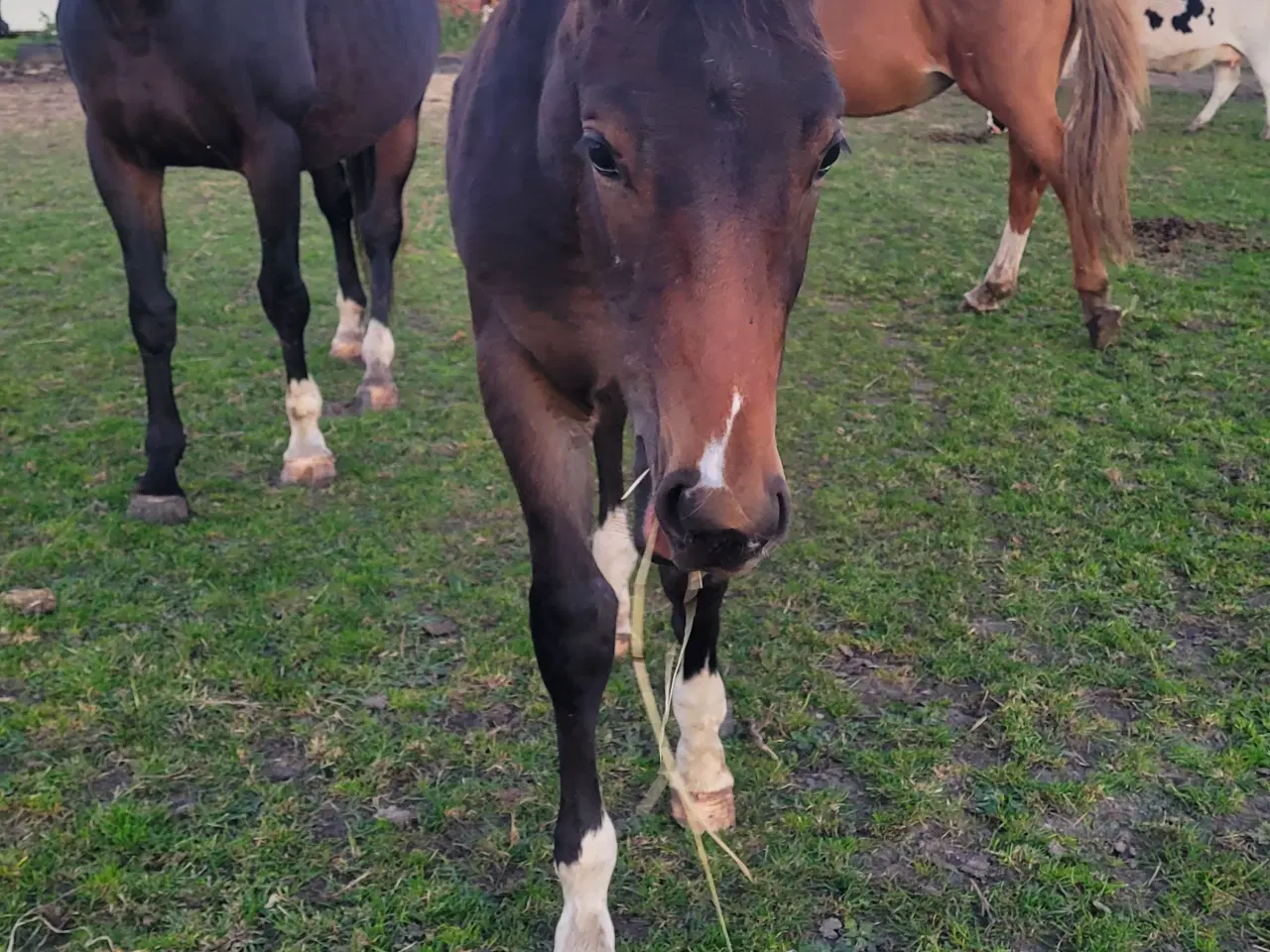 Billede 1 - Oldenborg krydsning s hingst 