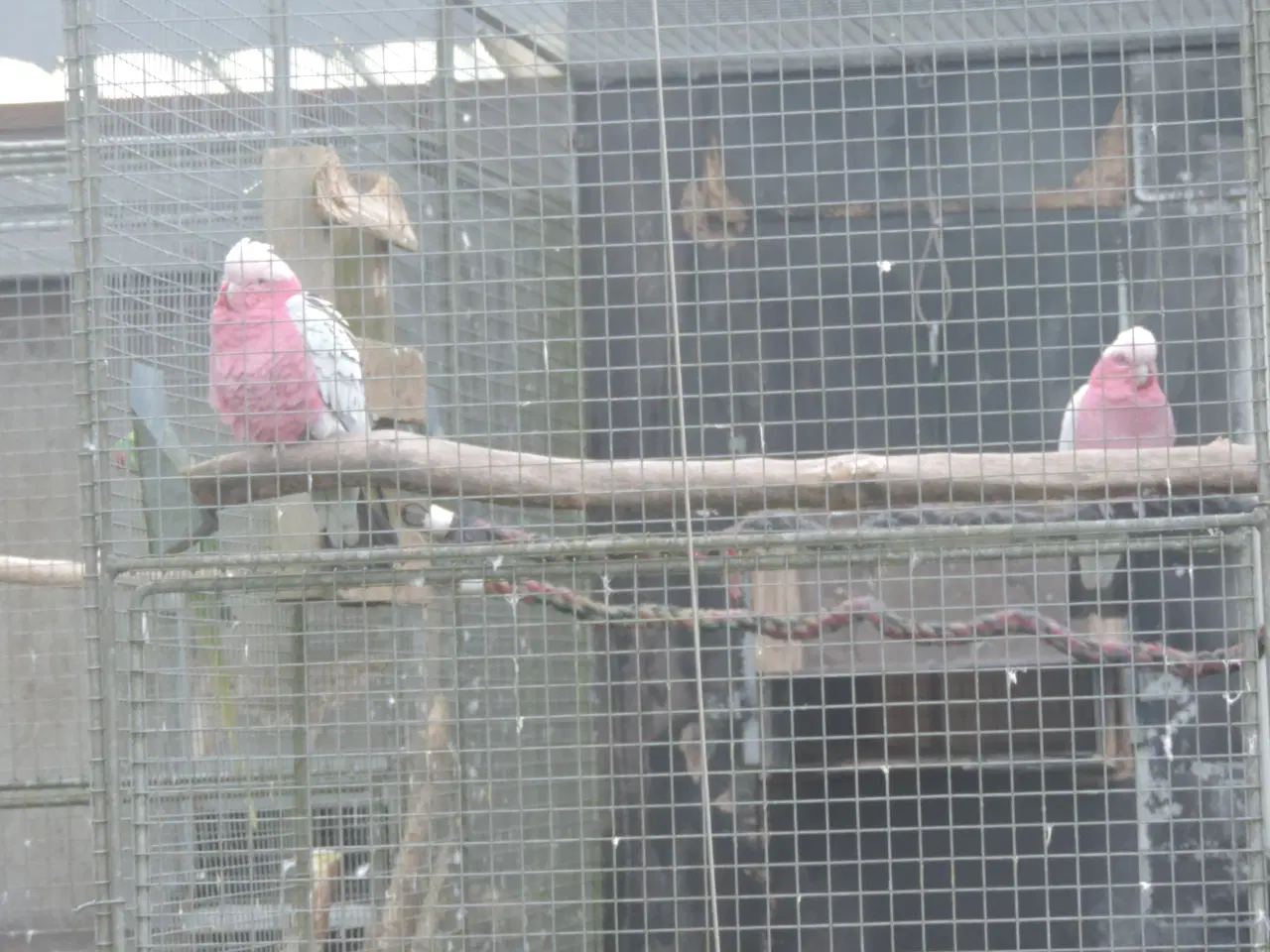 Billede 6 - Sælger 1 avlspar Rosa Kakadu.