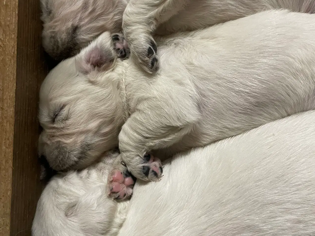 Billede 19 - Golden Retreiver hvalpe