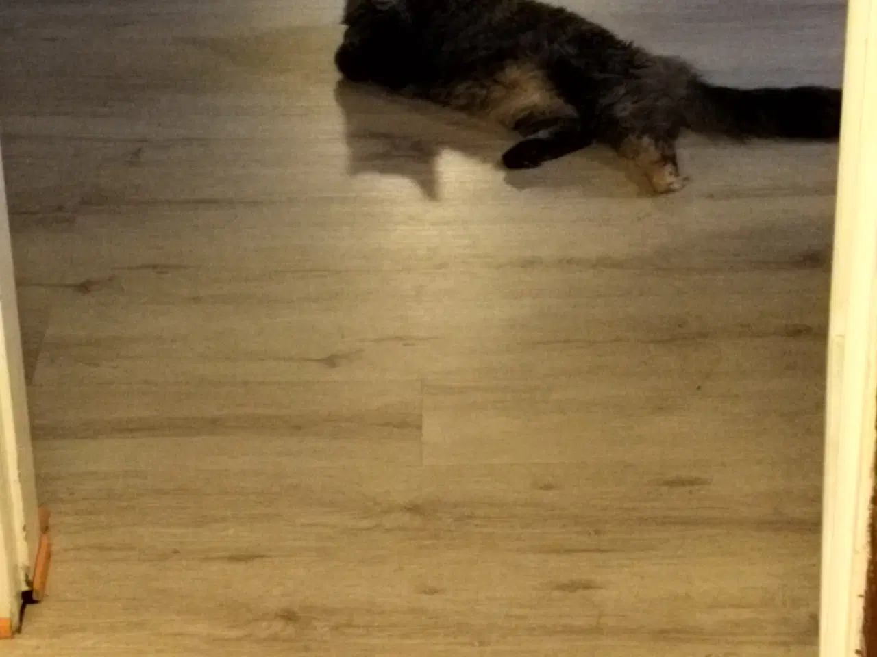 Billede 2 - Hun kat