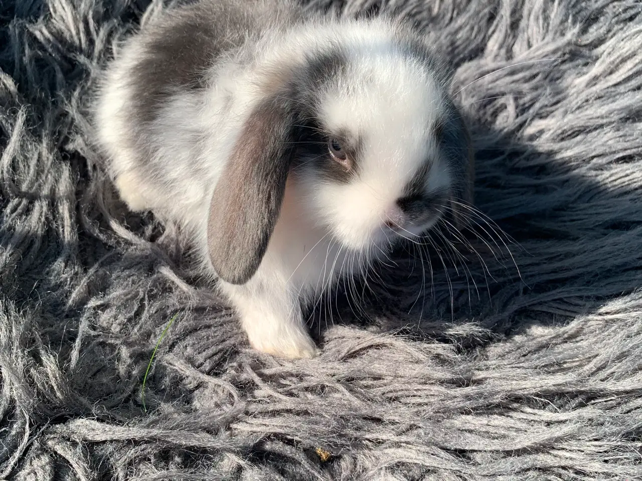 Billede 5 - Han 🩵Mini lop baby 