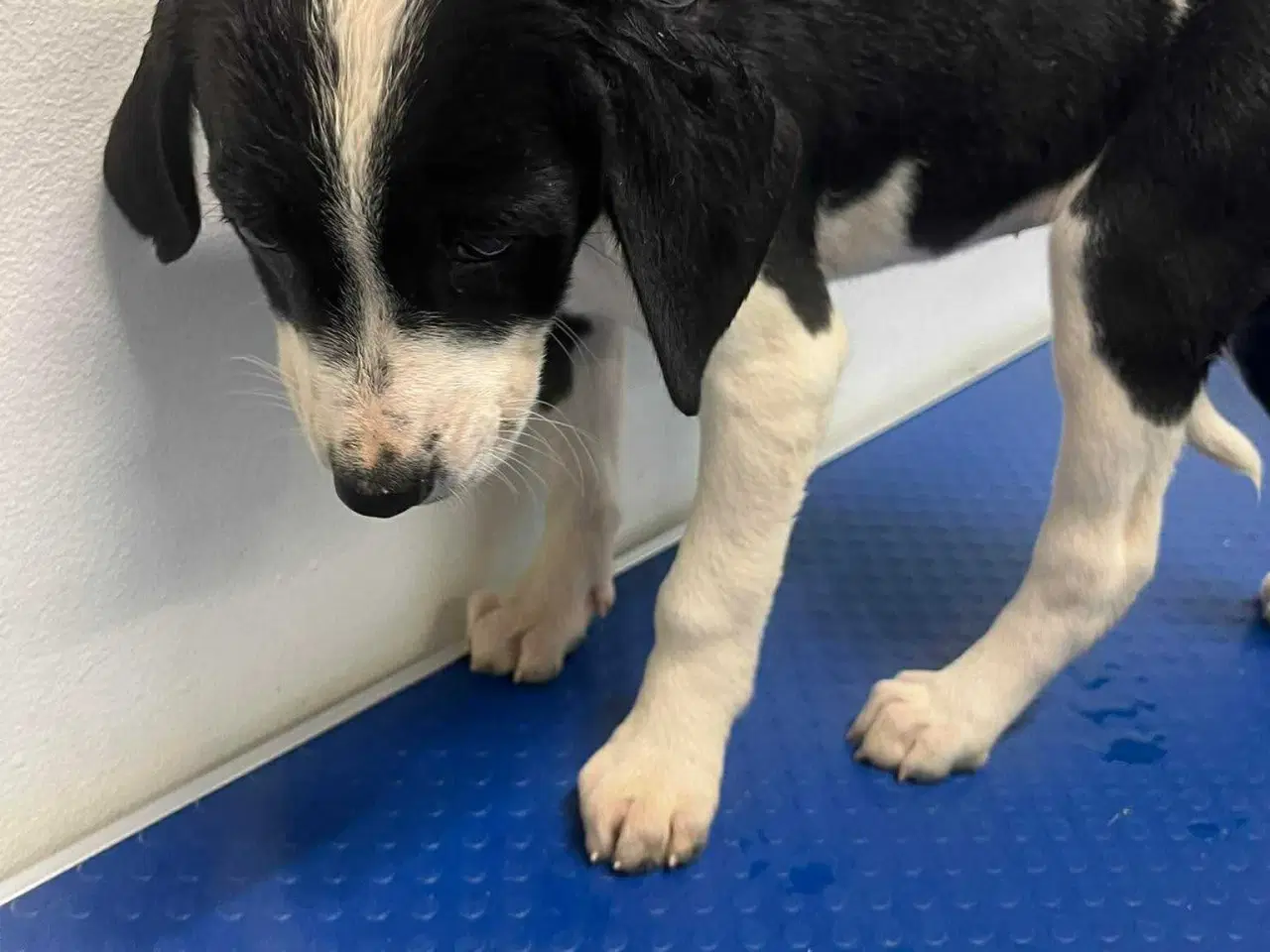 Billede 4 - Sødeste Kaley søger familie