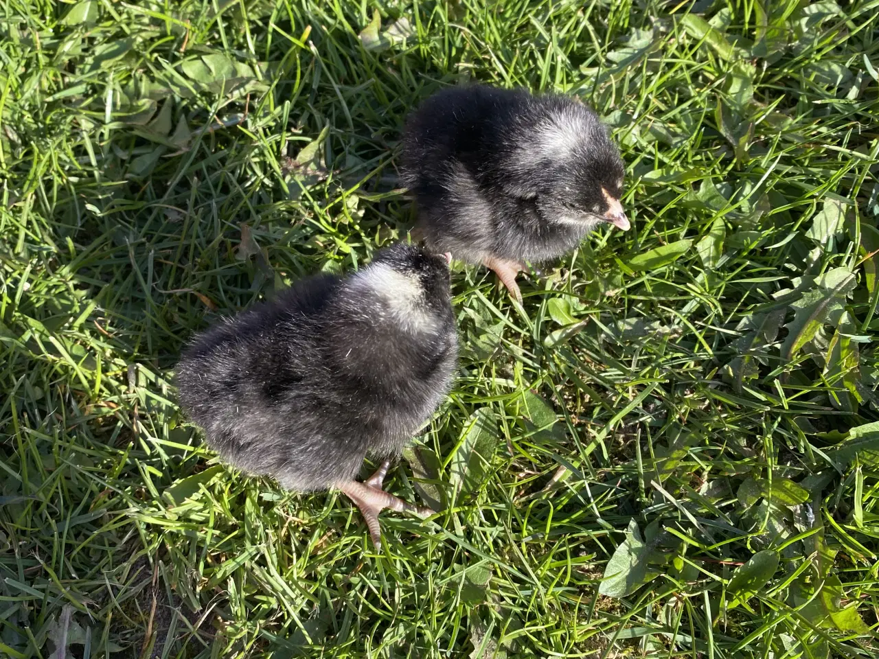 Billede 2 - Tværstribet Plymouth rock kyllinger 
