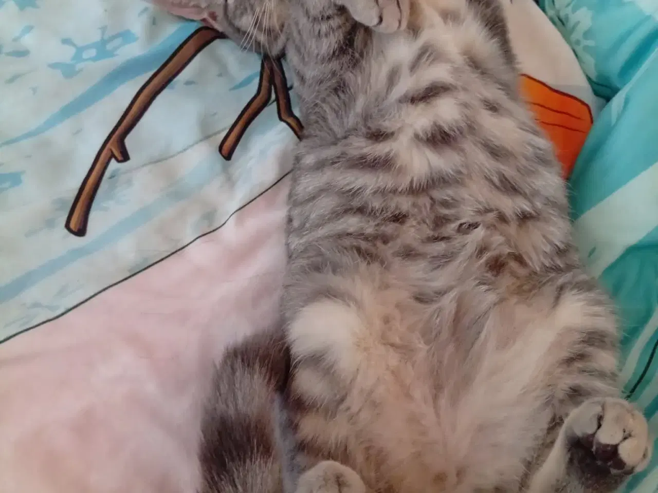 Billede 2 - Helena og Felicia To piger 