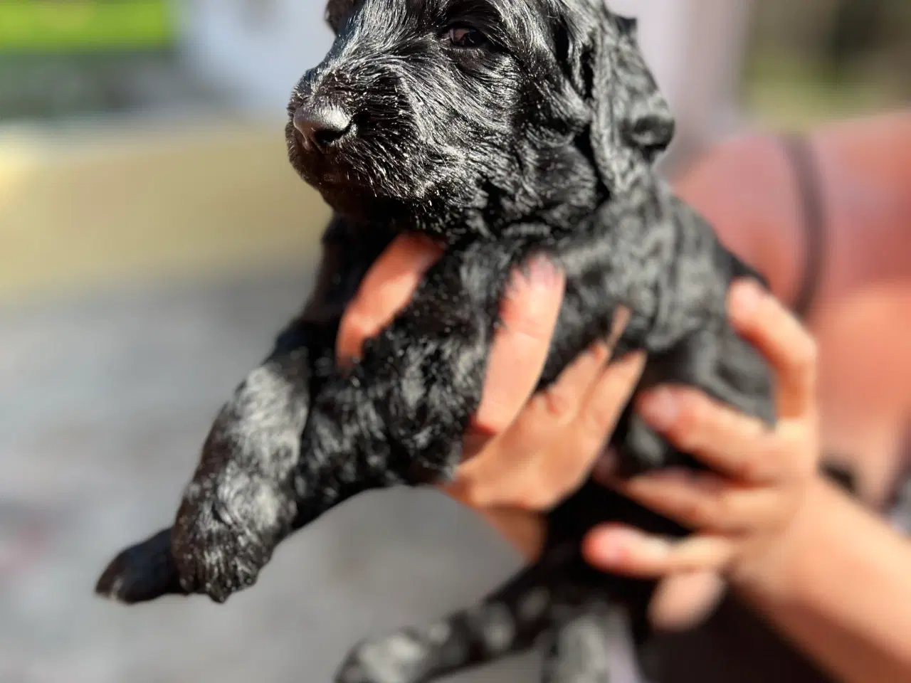 Billede 7 - Goldendoodle hvalpe 