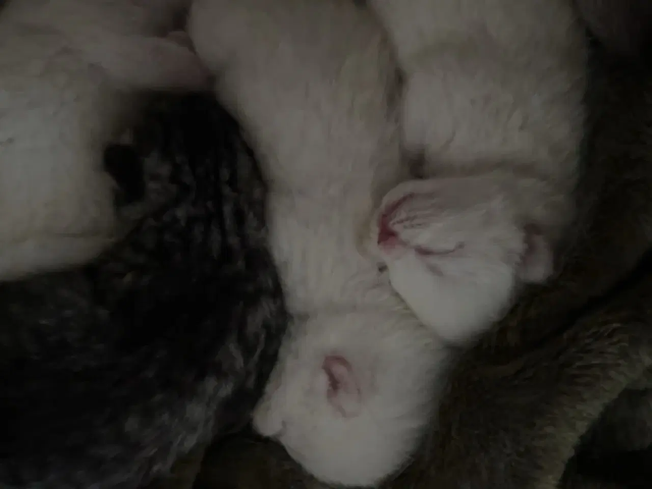 Billede 4 - British Shorthair killinger søger nyt hjem