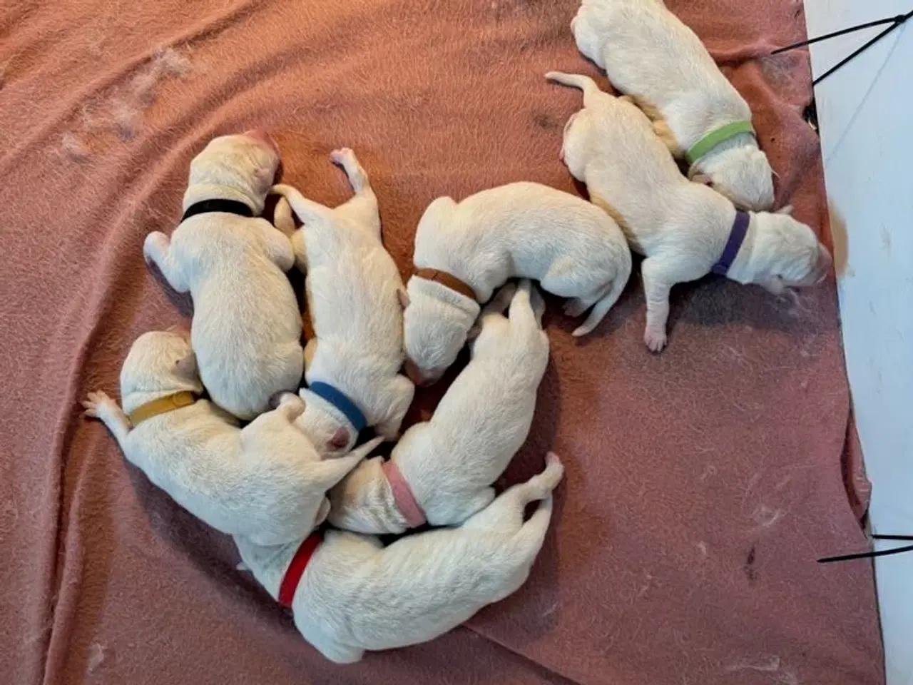 Billede 7 - Øsker familien en blød julegave 2 hanner tilbage