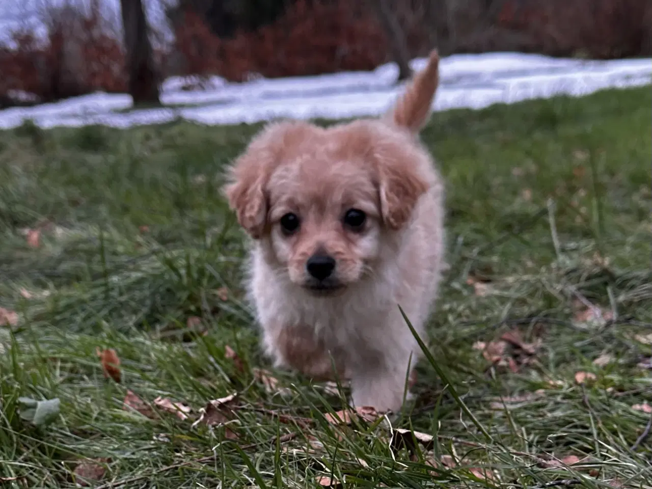 Billede 3 - Cavapoo F2B 