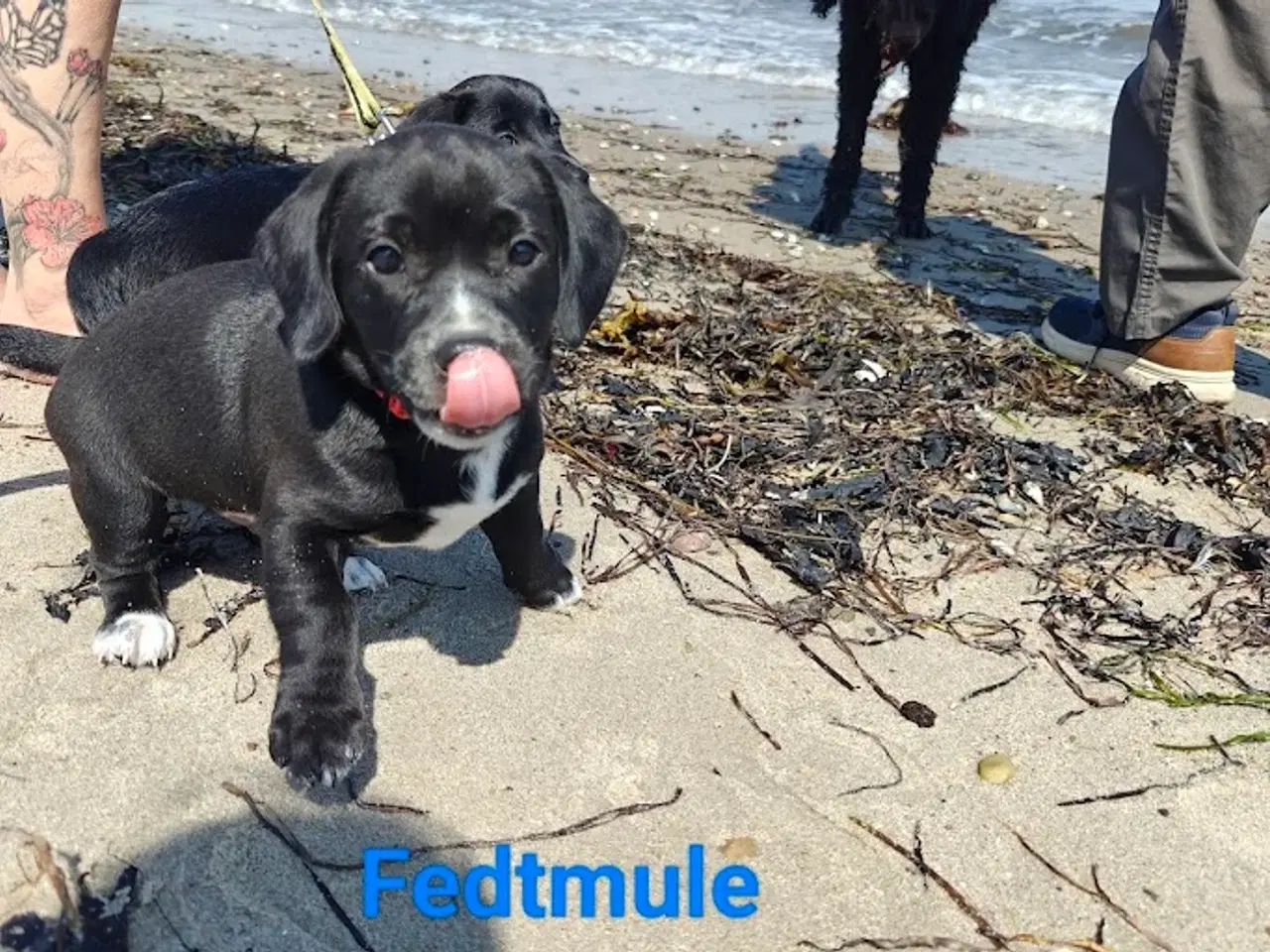 Billede 3 - gravhund blanding 9 uger