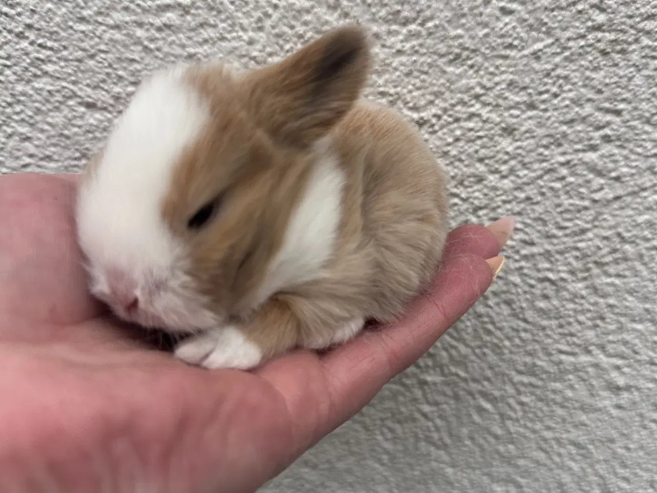 Billede 2 - Ægte minilop - PIGE - UDLANDSK 