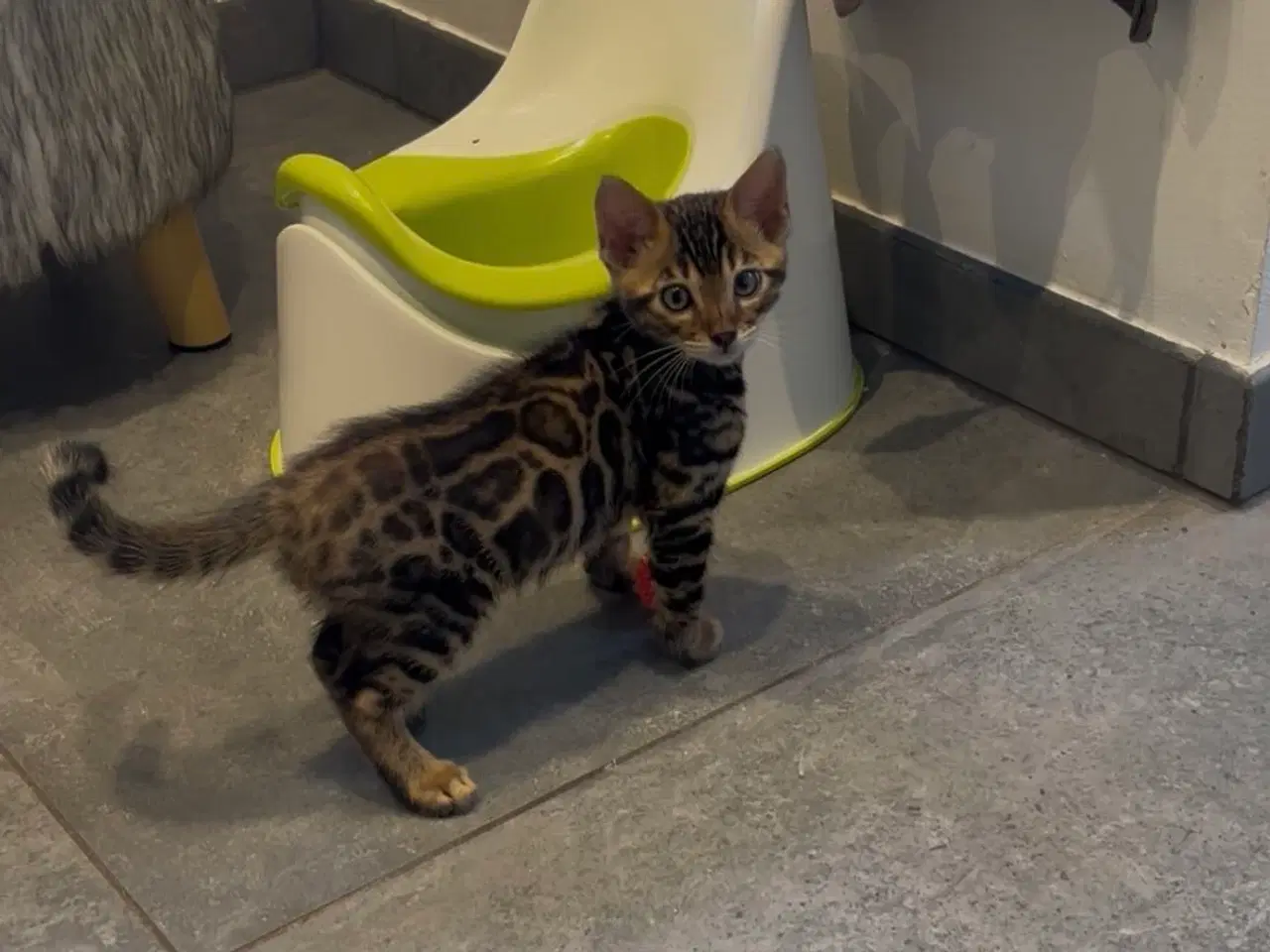 Billede 2 - Bengal dreng 