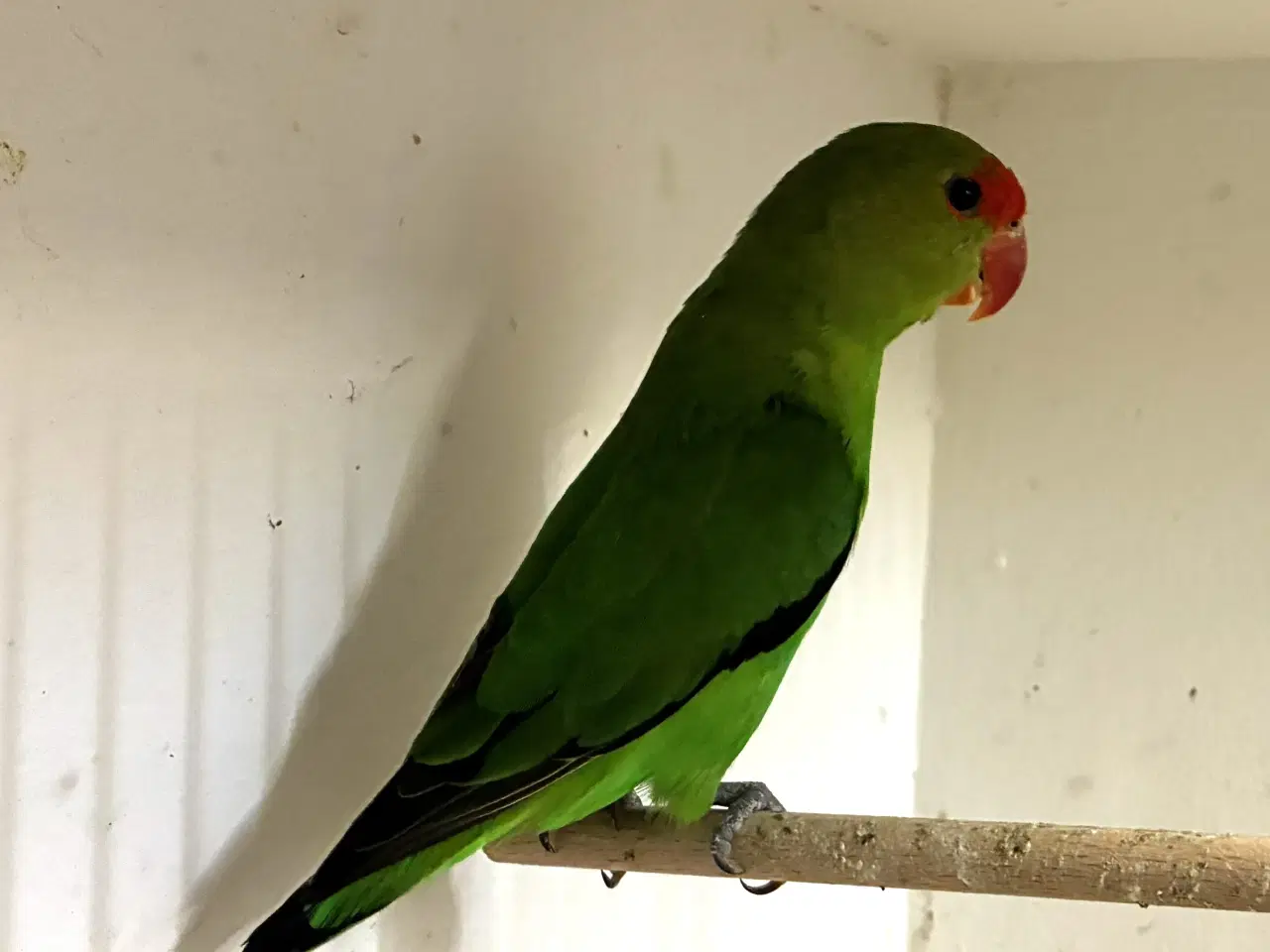 Billede 2 - Taranta Dværgpapegøje