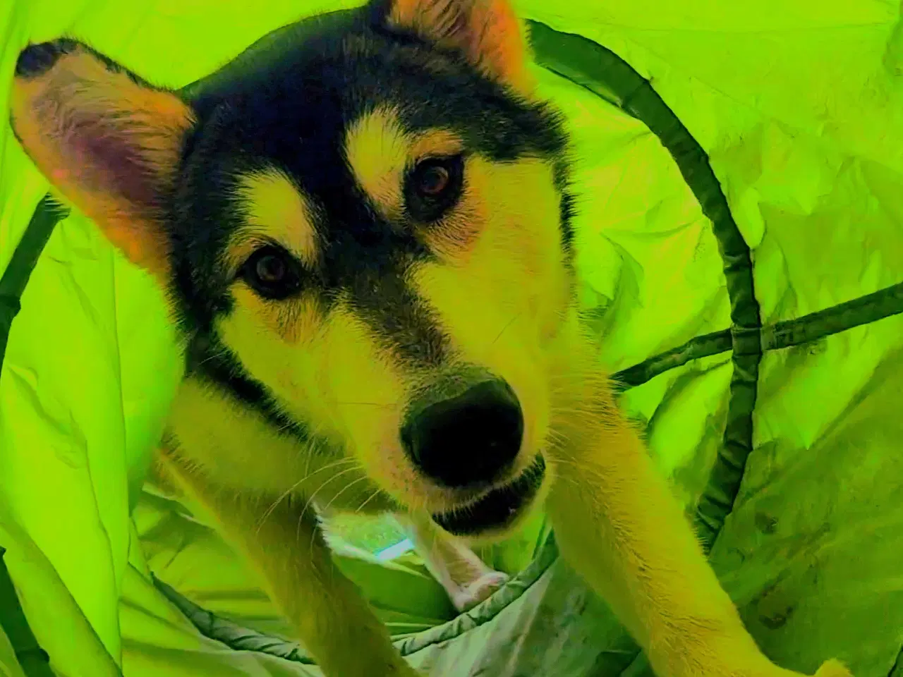 Billede 3 - Alaskan malamute hvalp 