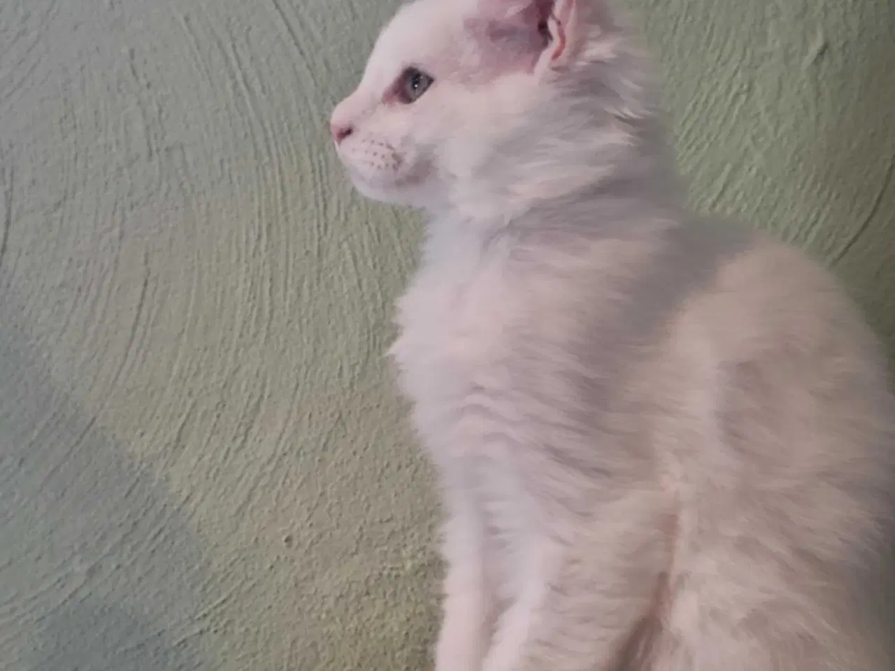 Billede 3 - Maine Coon killing m/stamtavle 