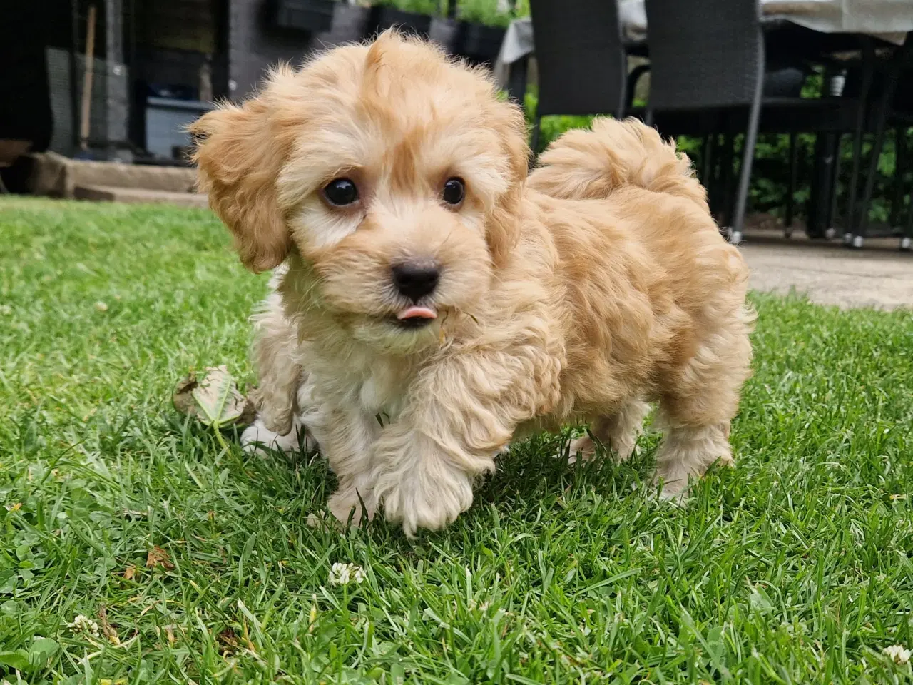 Billede 15 - Havapoo Bamser Puddel & Bichon Havanais