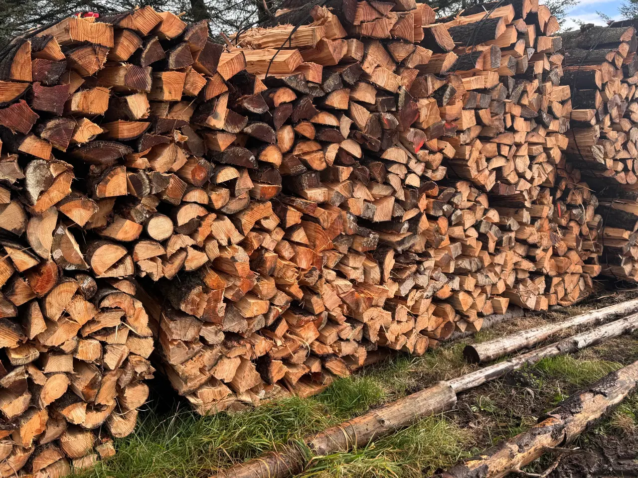 Billede 1 - Skovfyr i bundter - samlet salg 10 bundter - læs m