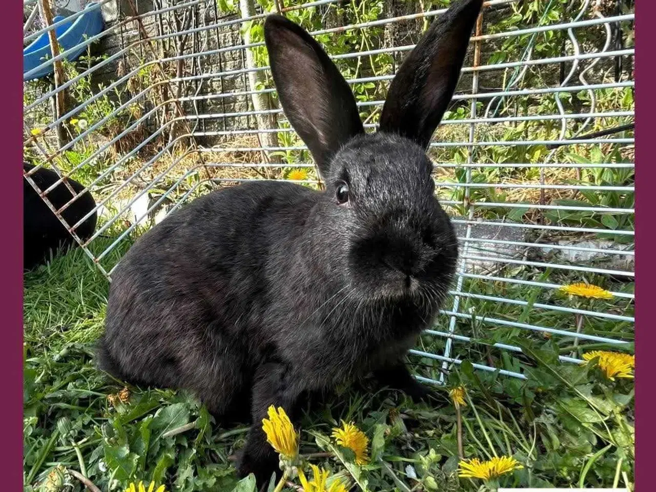 Billede 16 - Kaniner, kanin unge