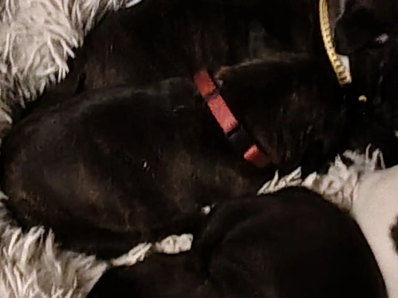 Billede 4 - Engelsk Staffordshire bull terrier 