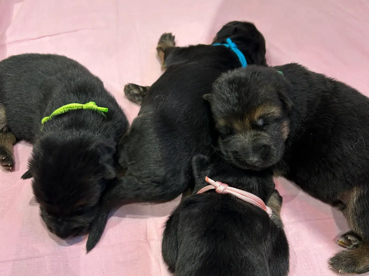 Billede 3 - Smukke Schæferhvalpe med stamtavle