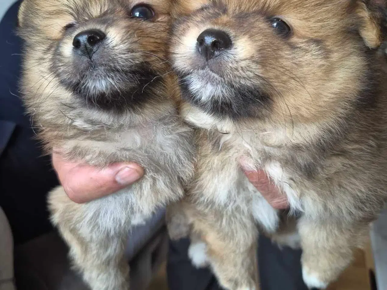 Billede 1 - Pomeranian 