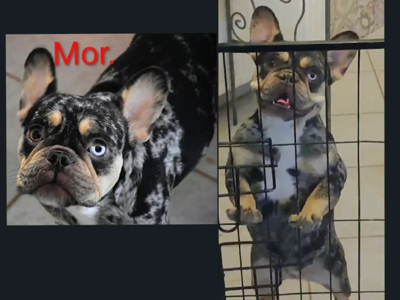 Billede 6 - Fransk bulldog hvalp. NEDSAT!