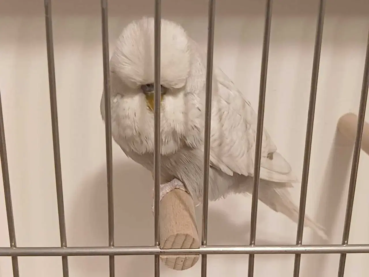 Billede 4 - 1 engelsk undulat han