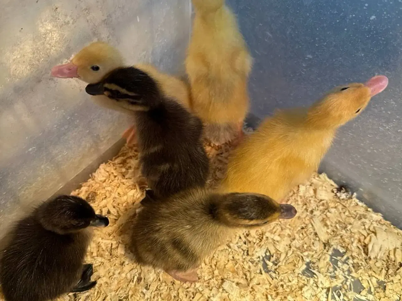 Billede 2 - Andeæg, æg fra anatidae, 