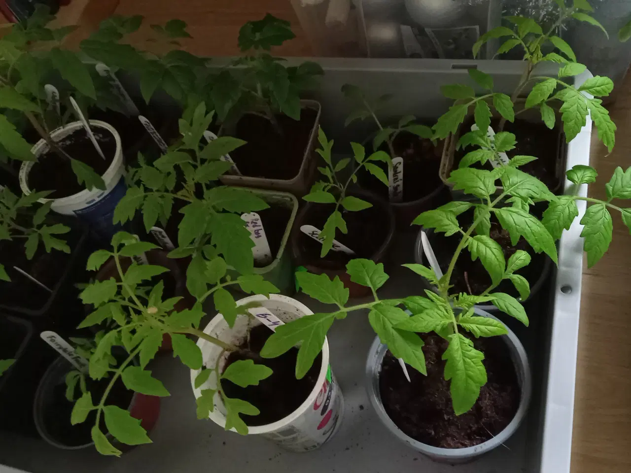 Billede 4 - Tomat planter sælges